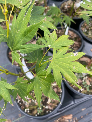 Acer palmatum 'Killarney' Green Japanese Maple